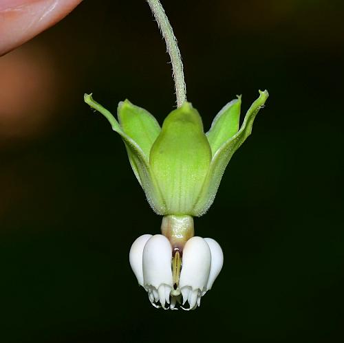 Asclepias_exaltata_flower.jpg