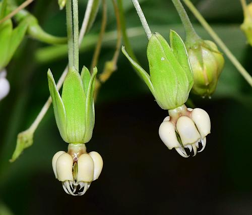 Asclepias_exaltata_flowers1.jpg