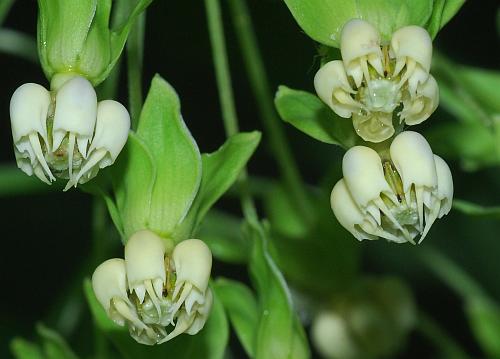 Asclepias_exaltata_flowers2.jpg