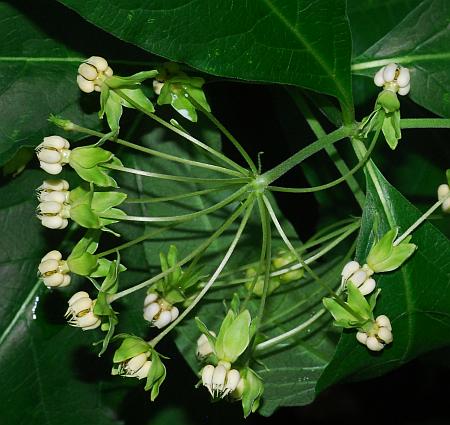 Asclepias_exaltata_inflorescence.jpg