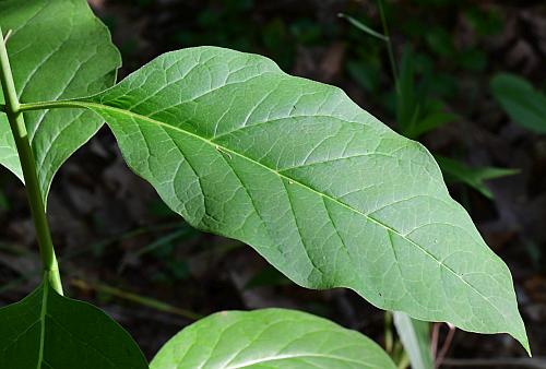 Asclepias_exaltata_leaf1.jpg