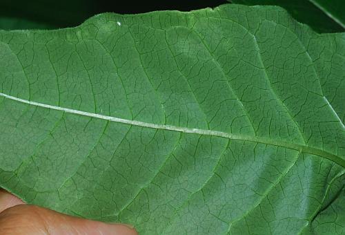 Asclepias_exaltata_leaf2.jpg