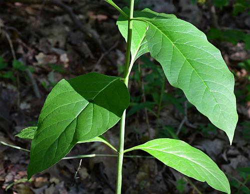 Asclepias_exaltata_leaves.jpg