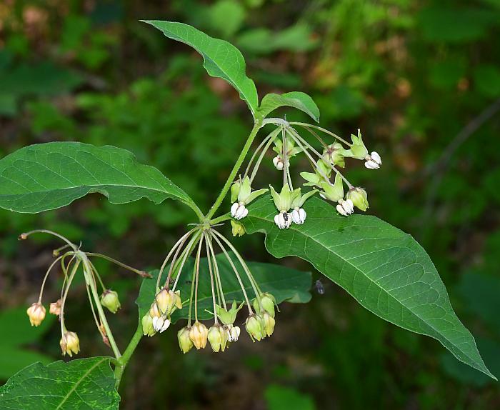 Asclepias_exaltata_plant.jpg