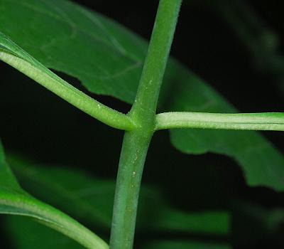 Asclepias_exaltata_stem.jpg