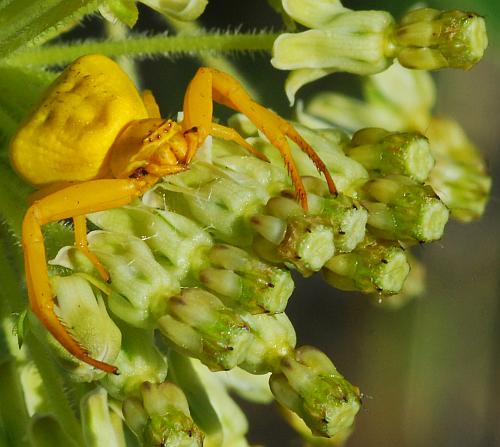 Asclepias_hirtella_flowers.jpg