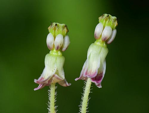 Asclepias_hirtella_flowers1.jpg