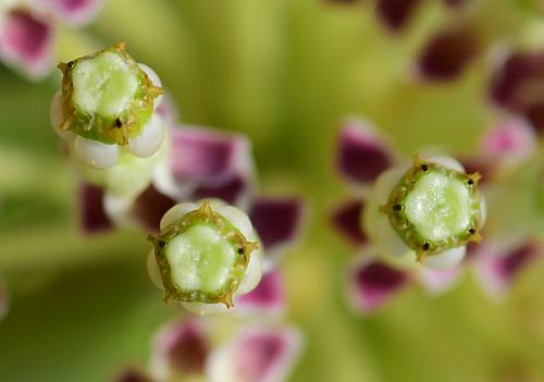 Asclepias_hirtella_flowers2.jpg