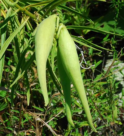 Asclepias_hirtella_fruits.jpg