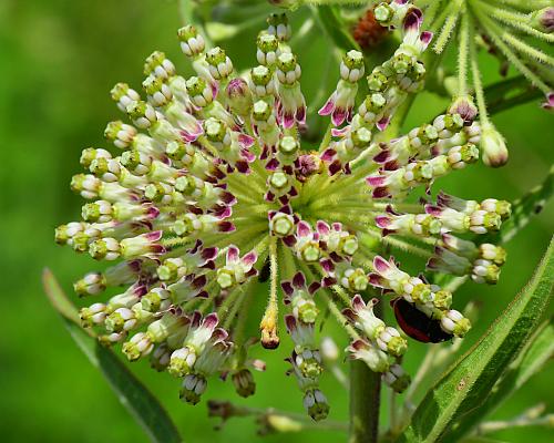 Asclepias_hirtella_inflorescence1.jpg