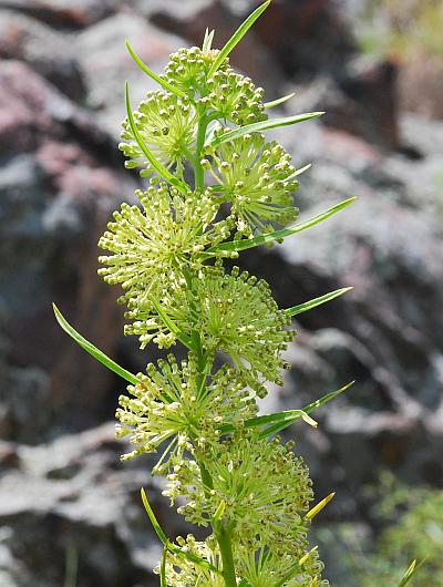 Asclepias_hirtella_inflorescence2.jpg