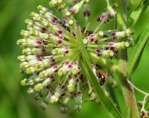 Asclepias_hirtella_inflorescence3.jpg