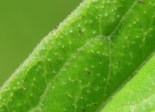 Asclepias_hirtella_leaf1a.jpg