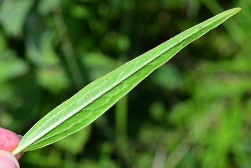 Asclepias_hirtella_leaf2.jpg