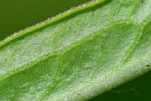 Asclepias_hirtella_leaf2a.jpg