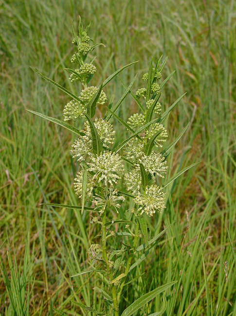 Asclepias_hirtella_plant.jpg