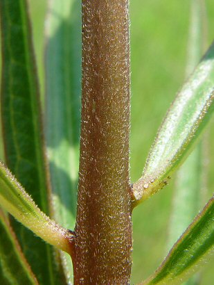 Asclepias_hirtella_stem.jpg