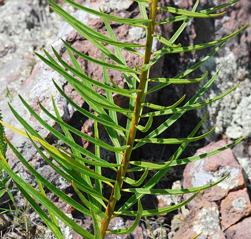 Asclepias_hirtella_stem2.jpg