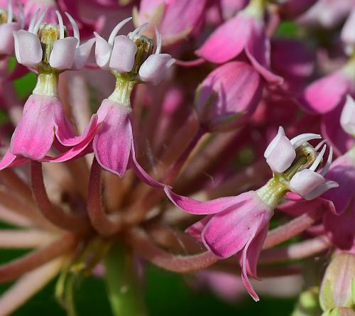 Asclepias_incarnata_flowers1.jpg