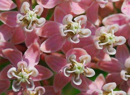 Asclepias_incarnata_flowers2.jpg