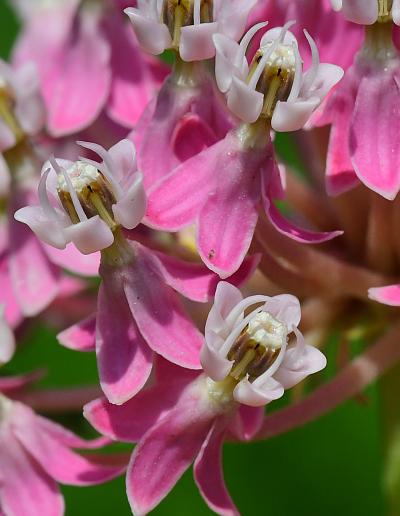 Asclepias_incarnata_flowers3.jpg