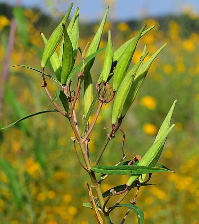 Asclepias_incarnata_fruits.jpg