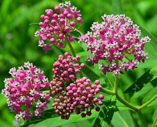 Asclepias_incarnata_inflorescence.jpg