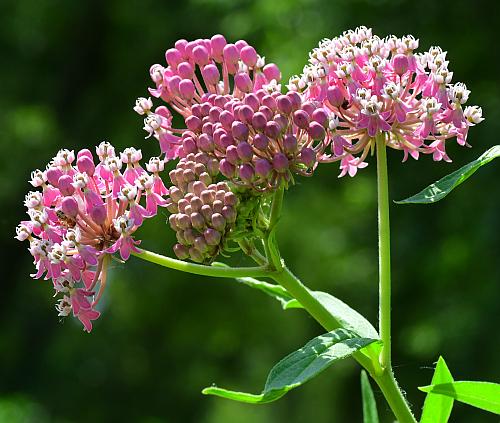 Asclepias_incarnata_inflorescence2.jpg