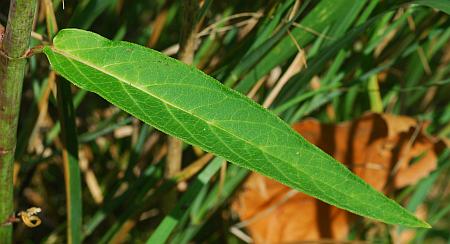 Asclepias_incarnata_leaf1.jpg