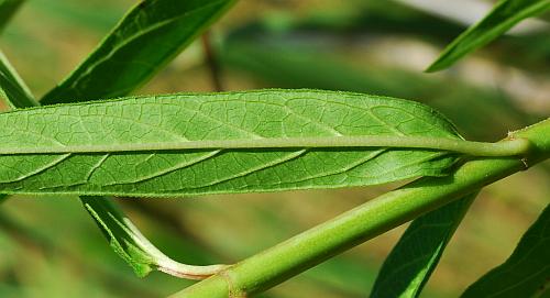 Asclepias_incarnata_leaf2.jpg