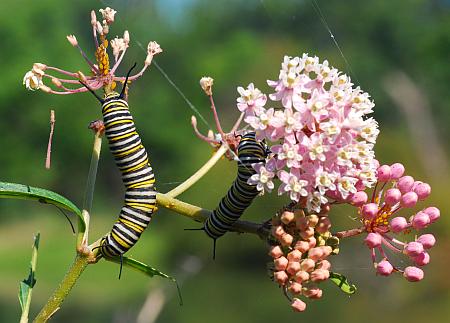 Asclepias_incarnata_monarch.jpg