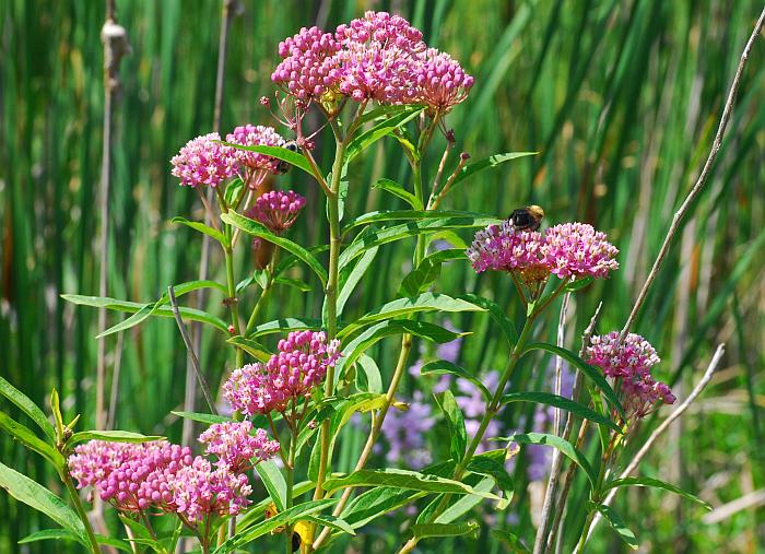 Asclepias_incarnata_plant2.jpg