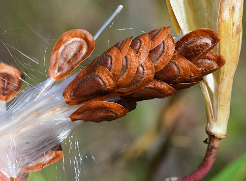 Asclepias_incarnata_seeds.jpg