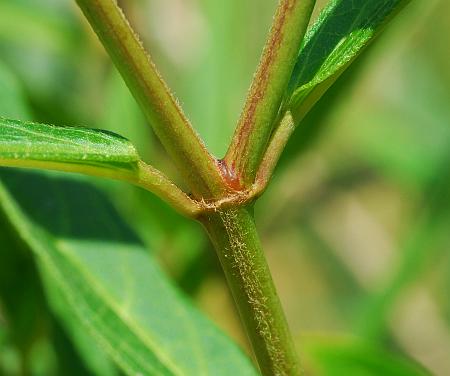 Asclepias_incarnata_stem2.jpg