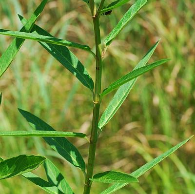 Asclepias_incarnata_stem3.jpg