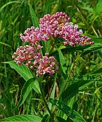 Asclepias incarnata thumbnail