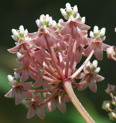 Asclepias_incarnata_umbel.jpg