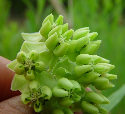 Asclepias_meadii_flower1.jpg