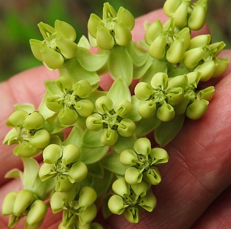 Asclepias_meadii_flowers.jpg