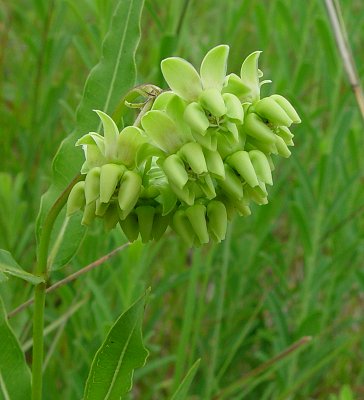 Asclepias_meadii_inflorescence.jpg