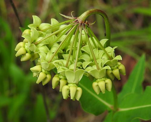 Asclepias_meadii_inflorescence2.jpg