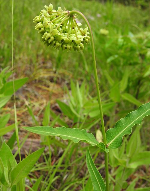 Asclepias_meadii_plant.jpg