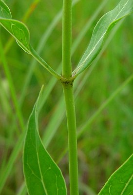 Asclepias_meadii_stem.jpg