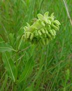 Asclepias meadii thumbnail