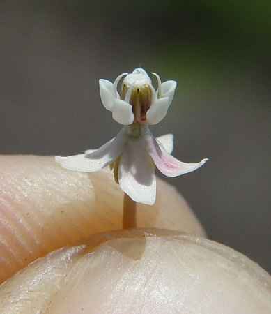 Asclepias_perennis_flower.jpg