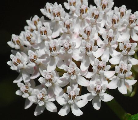 Asclepias_perennis_flowers.jpg