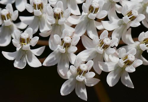 Asclepias_perennis_flowers2.jpg