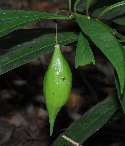 Asclepias_perennis_fruit.jpg