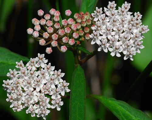 Asclepias_perennis_inflorescence.jpg