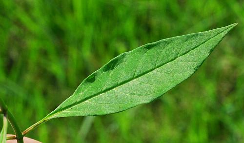 Asclepias_perennis_leaf1.jpg